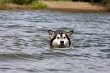ALASKAN MALAMUTE 666